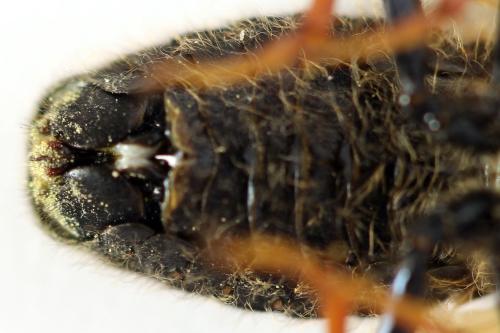 Réf. 312 542 : Trichiosoma lucorum