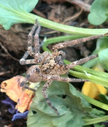 Zoropsis spinimana