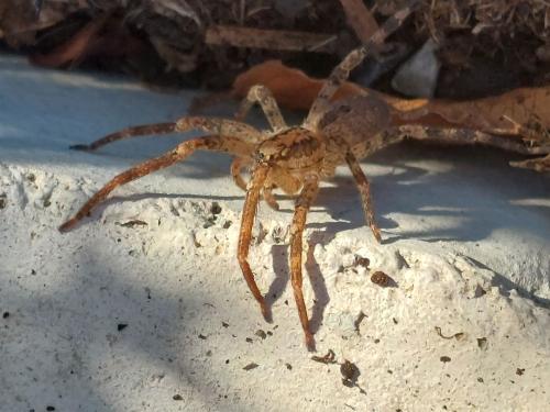 Zoropsis spinimana