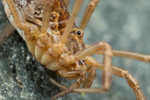 Réf. 312 163 : Mitopus morio