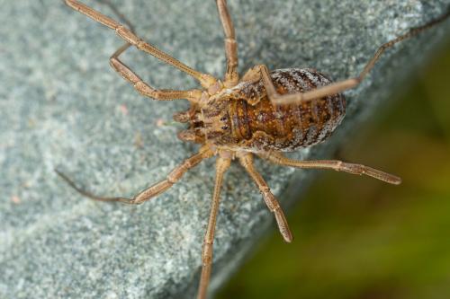 Réf. 312 162 : Mitopus morio
