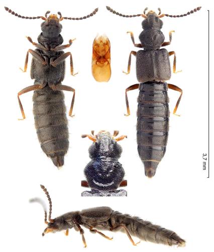 Thinodromus arcuatus