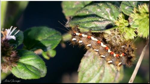 Acronicta rumicis