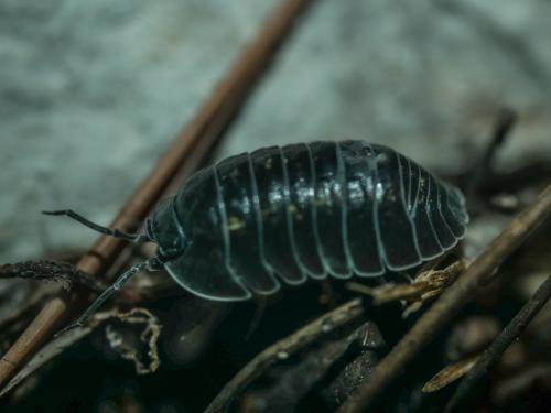 Armadillidium depressum