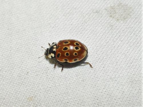Réf. 312 020 : Anatis ocellata