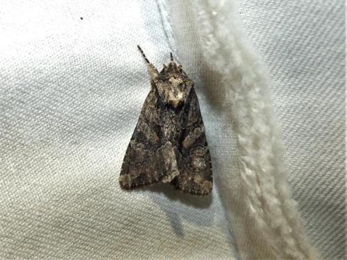 Dryobotodes tenebrosa