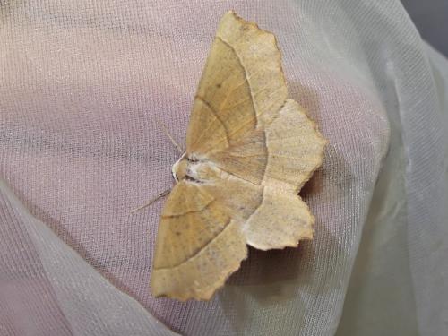 Campaea honoraria