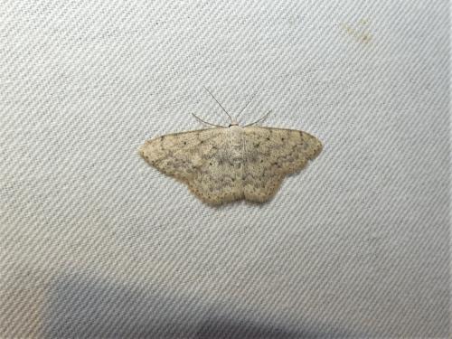 Réf. 312 212 : Scopula marginepunctata