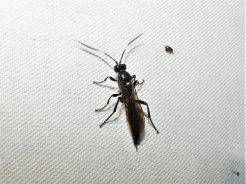 Réf. 312 690 : Ichneumon lugens