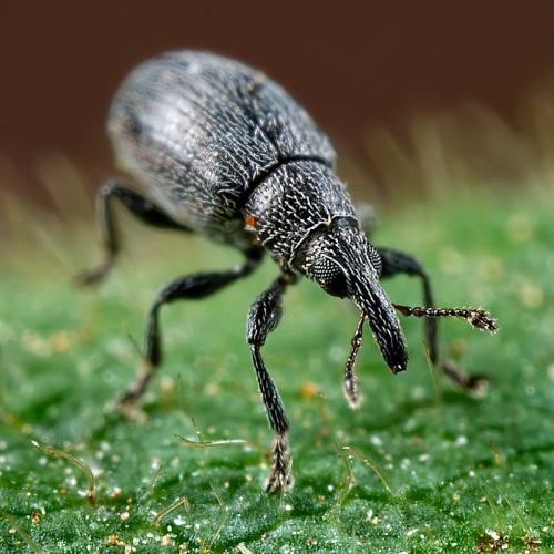 Catapion sp.