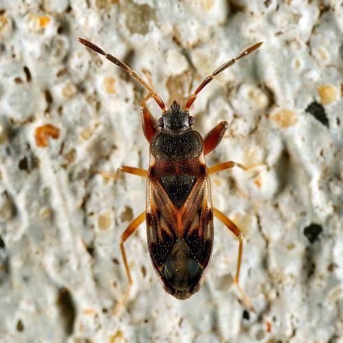 Scolopostethus sp.