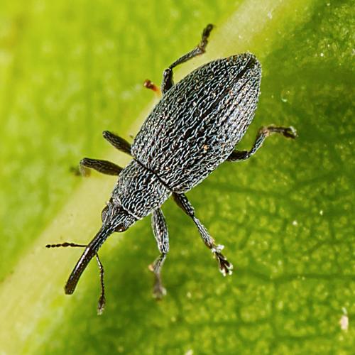 Catapion sp.