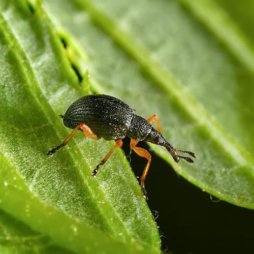 Protapion fulvipes
