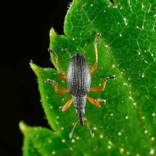 Protapion fulvipes
