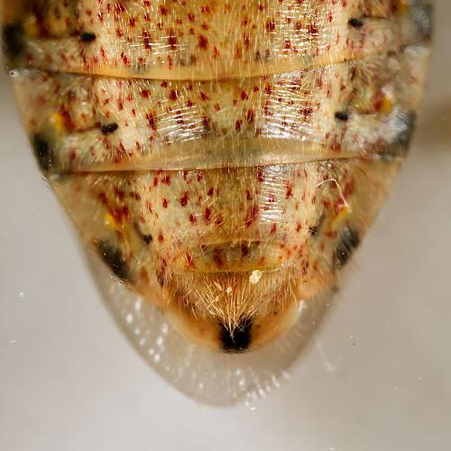 Stictopleurus sp.