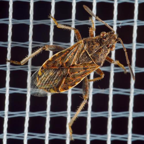 Stictopleurus punctatonervosus