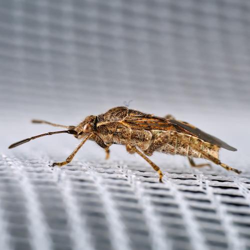 Stictopleurus punctatonervosus