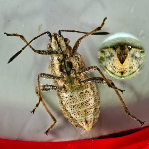 Réf. 312 426 : Stictopleurus punctatonervosus