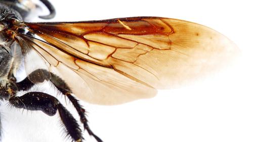 Aelocampsomeris variegata