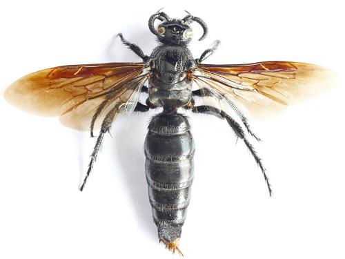 Aelocampsomeris variegata