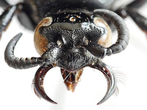 Aelocampsomeris variegata