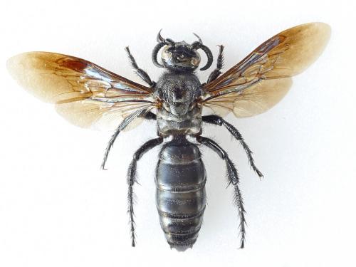 Aelocampsomeris variegata