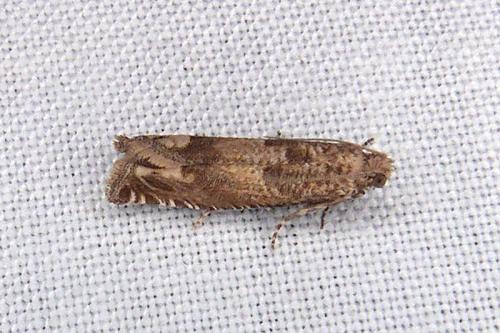 Réf. 312 021 : Pelochrista caecimaculana