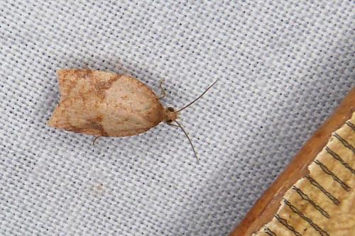 Réf. 312 019 : Acleris sp.