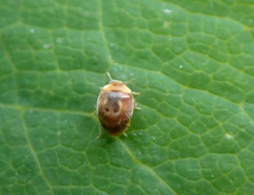 Clitostethus arcuatus