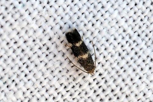 Elachista sp.