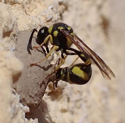 Eumenes sp.