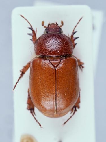 Podalgus cuniculus