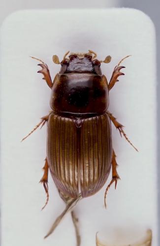 Pharaphodius russatus