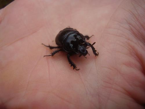 Réf. 312 647 : Typhaeus typhoeus