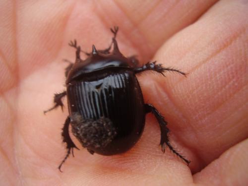 Réf. 312 645 : Typhaeus typhoeus