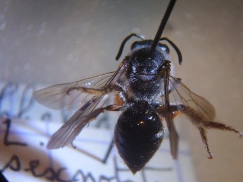 Réf. 312 715 : Lasioglossum sexnotatum