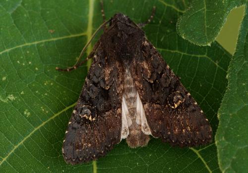 Aporophyla nigra
