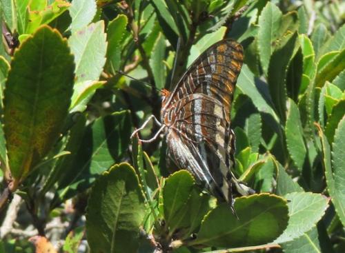 Charaxes jasius
