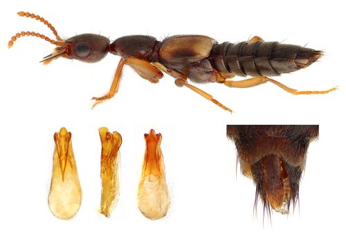 Réf. 312 117 : Rugilus ceylanensis