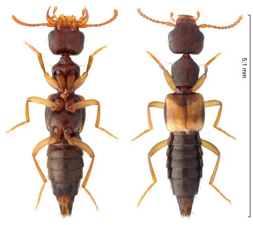 Réf. 312 119 : Rugilus ceylanensis