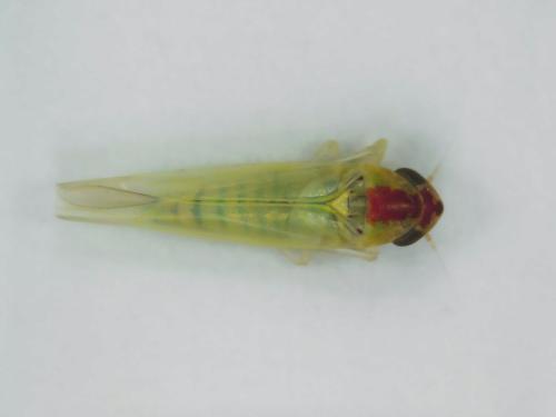 Zygina sp.