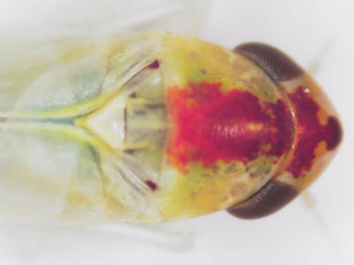 Zygina sp.