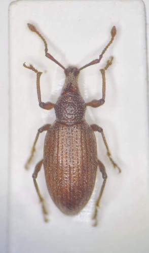 Troglorhythmus augustae