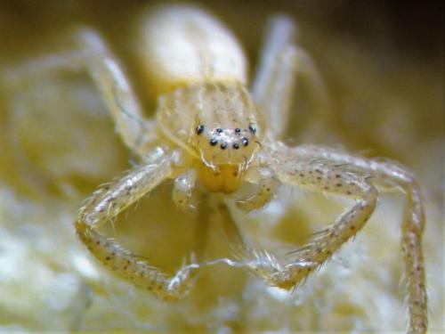Tibellus sp.