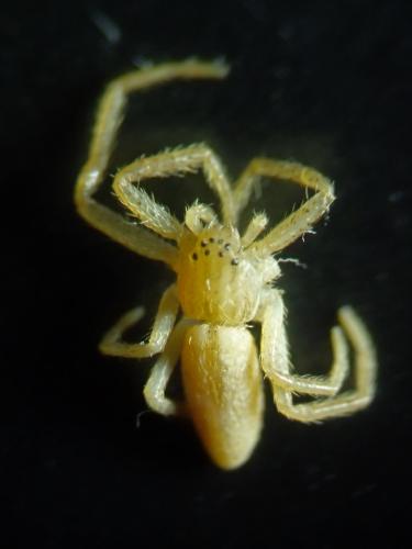 Tibellus sp.