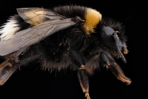 Bombus sp.