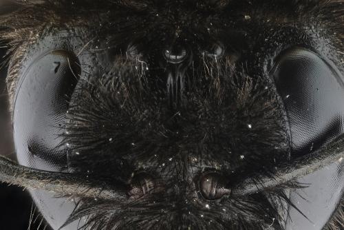 Bombus sp.