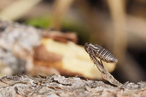 Agallia brachyptera