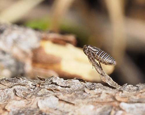 Agallia brachyptera