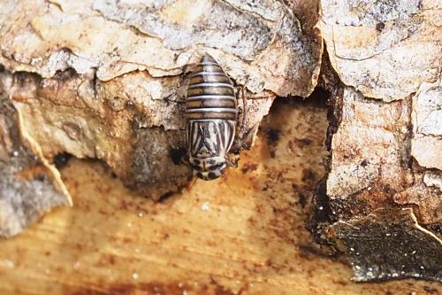 Agallia brachyptera